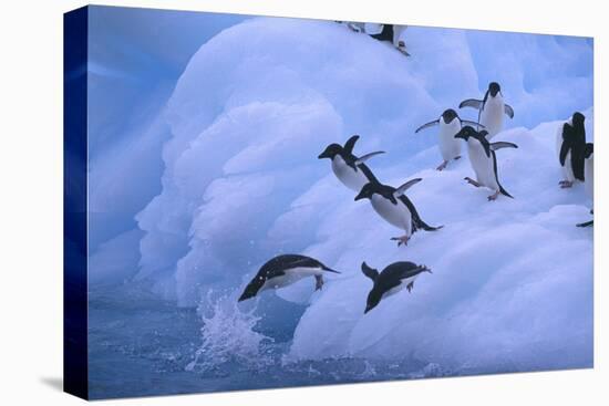 Adelie Penguins Jumping into Water-DLILLC-Stretched Canvas