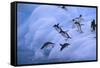 Adelie Penguins Jumping into Water-DLILLC-Framed Stretched Canvas