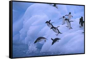 Adelie Penguins Jumping into Water-DLILLC-Framed Stretched Canvas