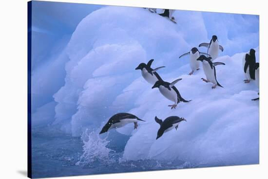 Adelie Penguins Jumping into Water-DLILLC-Stretched Canvas