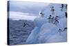 Adelie Penguins Jumping into Water-DLILLC-Stretched Canvas