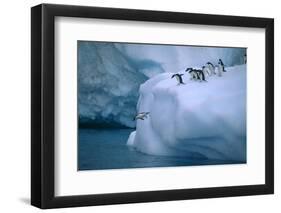 Adelie Penguins Jumping into Water-DLILLC-Framed Premium Photographic Print