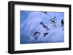 Adelie Penguins Jumping into Water-DLILLC-Framed Premium Photographic Print