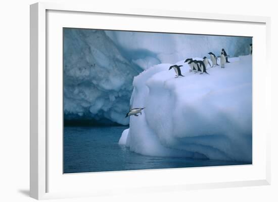 Adelie Penguins Jumping into Water-DLILLC-Framed Photographic Print