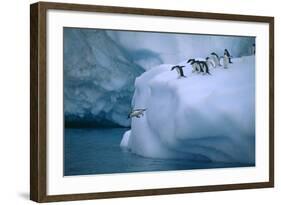 Adelie Penguins Jumping into Water-DLILLC-Framed Photographic Print