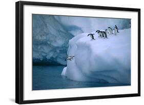 Adelie Penguins Jumping into Water-DLILLC-Framed Photographic Print