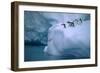 Adelie Penguins Jumping into Water-DLILLC-Framed Photographic Print