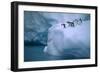 Adelie Penguins Jumping into Water-DLILLC-Framed Photographic Print