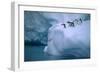 Adelie Penguins Jumping into Water-DLILLC-Framed Photographic Print