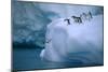 Adelie Penguins Jumping into Water-DLILLC-Mounted Photographic Print