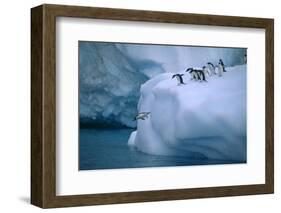 Adelie Penguins Jumping into Water-DLILLC-Framed Photographic Print