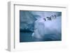 Adelie Penguins Jumping into Water-DLILLC-Framed Photographic Print