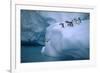 Adelie Penguins Jumping into Water-DLILLC-Framed Photographic Print