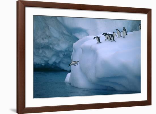 Adelie Penguins Jumping into Water-DLILLC-Framed Photographic Print