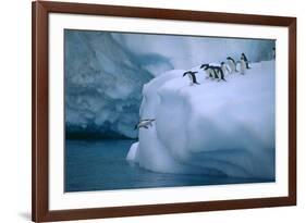 Adelie Penguins Jumping into Water-DLILLC-Framed Photographic Print