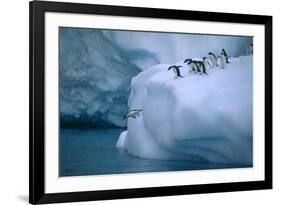 Adelie Penguins Jumping into Water-DLILLC-Framed Photographic Print