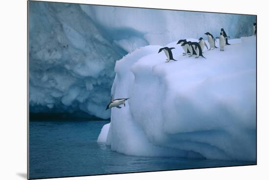 Adelie Penguins Jumping into Water-DLILLC-Mounted Photographic Print