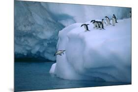 Adelie Penguins Jumping into Water-DLILLC-Mounted Photographic Print