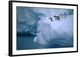 Adelie Penguins Jumping into Water-DLILLC-Framed Photographic Print