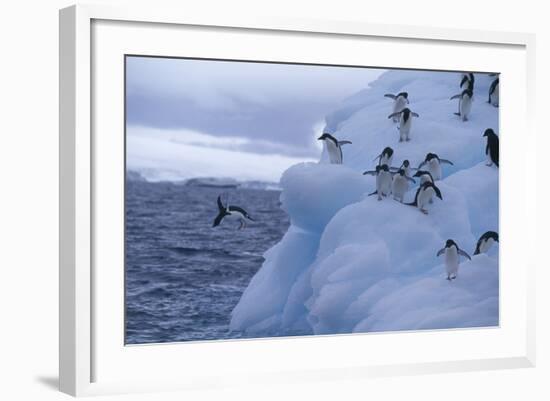 Adelie Penguins Jumping into Water-DLILLC-Framed Photographic Print