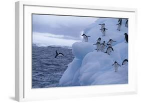 Adelie Penguins Jumping into Water-DLILLC-Framed Photographic Print