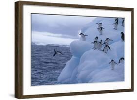 Adelie Penguins Jumping into Water-DLILLC-Framed Photographic Print