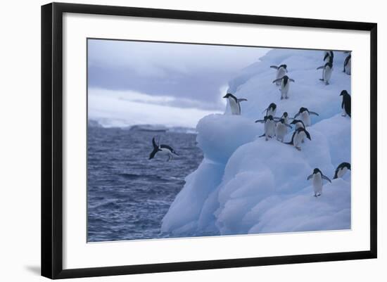 Adelie Penguins Jumping into Water-DLILLC-Framed Photographic Print