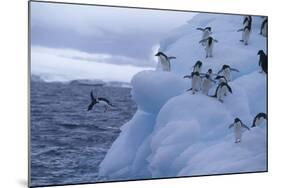 Adelie Penguins Jumping into Water-DLILLC-Mounted Photographic Print