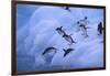 Adelie Penguins Jumping into Water-DLILLC-Framed Photographic Print