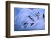 Adelie Penguins Jumping into Water-DLILLC-Framed Photographic Print