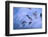 Adelie Penguins Jumping into Water-DLILLC-Framed Photographic Print