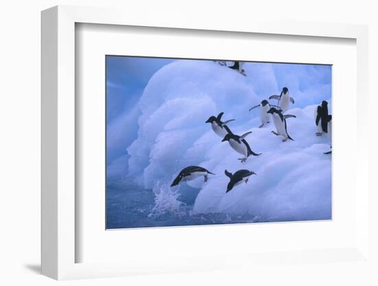 Adelie Penguins Jumping into Water-DLILLC-Framed Photographic Print