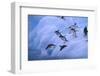 Adelie Penguins Jumping into Water-DLILLC-Framed Photographic Print