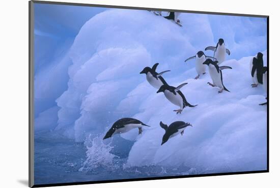 Adelie Penguins Jumping into Water-DLILLC-Mounted Photographic Print
