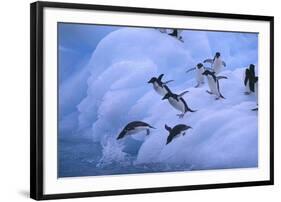 Adelie Penguins Jumping into Water-DLILLC-Framed Photographic Print