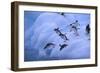 Adelie Penguins Jumping into Water-DLILLC-Framed Photographic Print