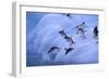 Adelie Penguins Jumping into Water-DLILLC-Framed Photographic Print