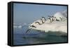 Adelie Penguins Jumping off an Iceberg-DLILLC-Framed Stretched Canvas