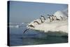 Adelie Penguins Jumping off an Iceberg-DLILLC-Stretched Canvas