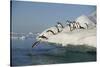 Adelie Penguins Jumping off an Iceberg-DLILLC-Stretched Canvas