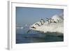 Adelie Penguins Jumping off an Iceberg-DLILLC-Framed Photographic Print