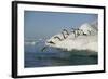 Adelie Penguins Jumping off an Iceberg-DLILLC-Framed Photographic Print