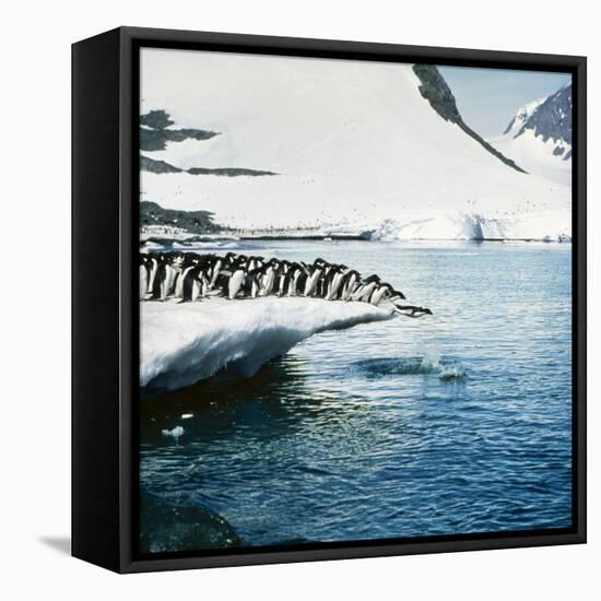 Adelie Penguins Leaping Off Ice-null-Framed Stretched Canvas