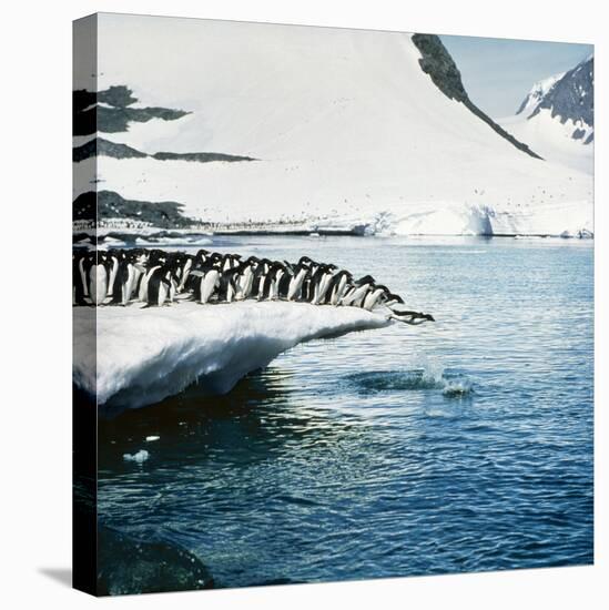 Adelie Penguins Leaping Off Ice-null-Stretched Canvas