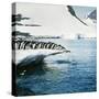 Adelie Penguins Leaping Off Ice-null-Stretched Canvas