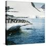 Adelie Penguins Leaping Off Ice-null-Stretched Canvas