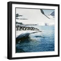 Adelie Penguins Leaping Off Ice-null-Framed Photographic Print