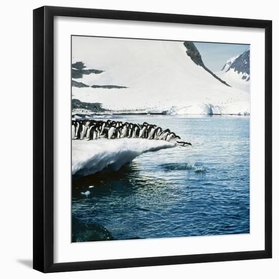 Adelie Penguins Leaping Off Ice-null-Framed Photographic Print