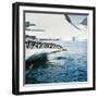 Adelie Penguins Leaping Off Ice-null-Framed Photographic Print