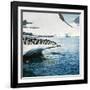 Adelie Penguins Leaping Off Ice-null-Framed Photographic Print